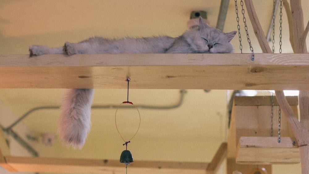 cat-room