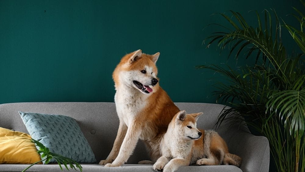 dogs with plants