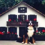 Swiss Chalet dog house. www.lapetitemaison.com