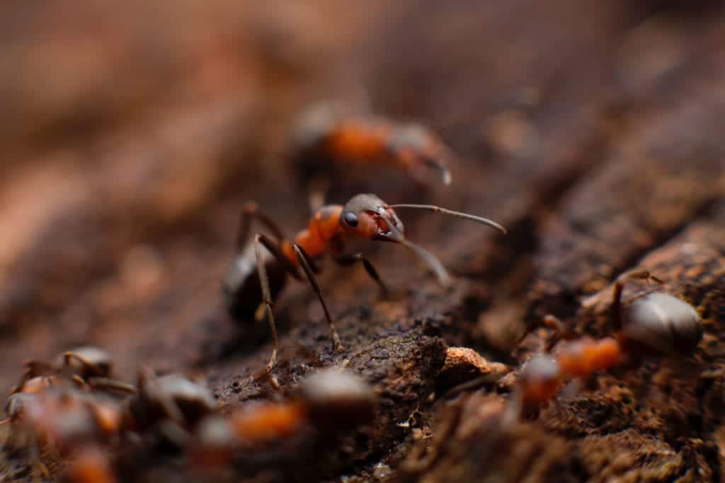 Ants crawling on the ground