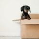 cute puppy in a moving box