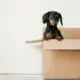 cute puppy in a moving box