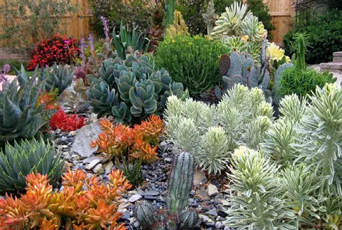 Photo of succulent garden with green, silver, orange and red succulents.
