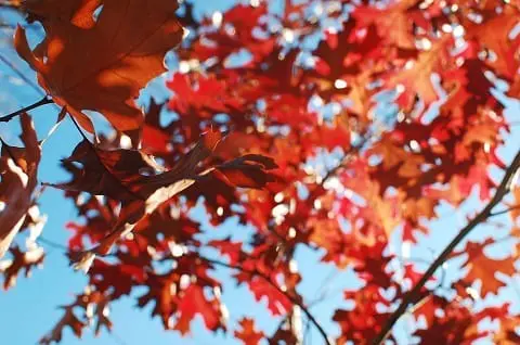 maple leaves over blue sky