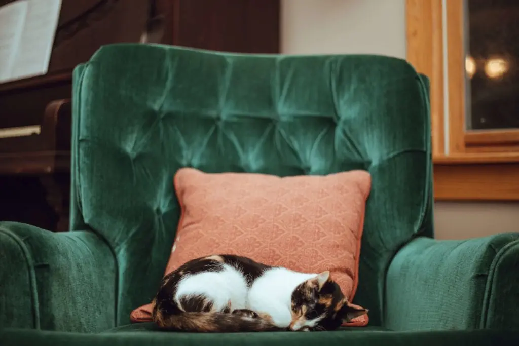 Cat napping on a green chair