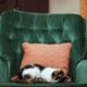 Cat napping on a green chair