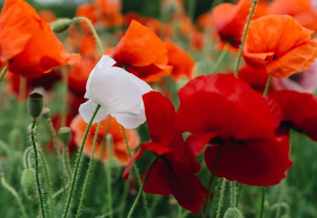 Red, orange, and white poppies
