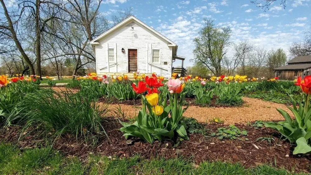Rustic building with tulips in Beloit, Wisconsin