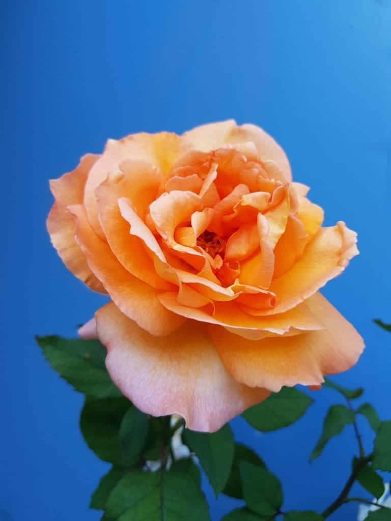 Orange rose on a blue background