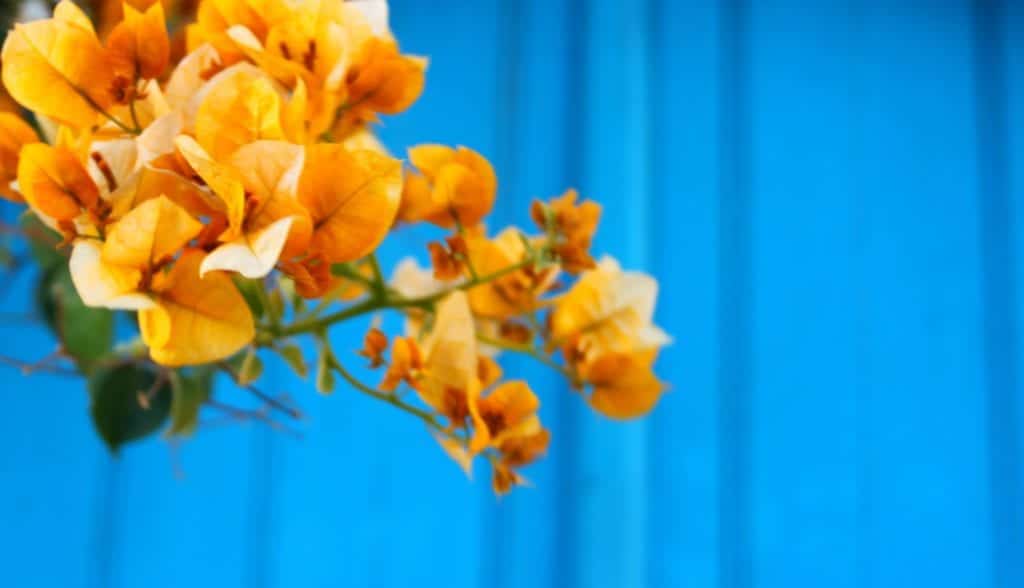 Orange bougainvillea on blue background