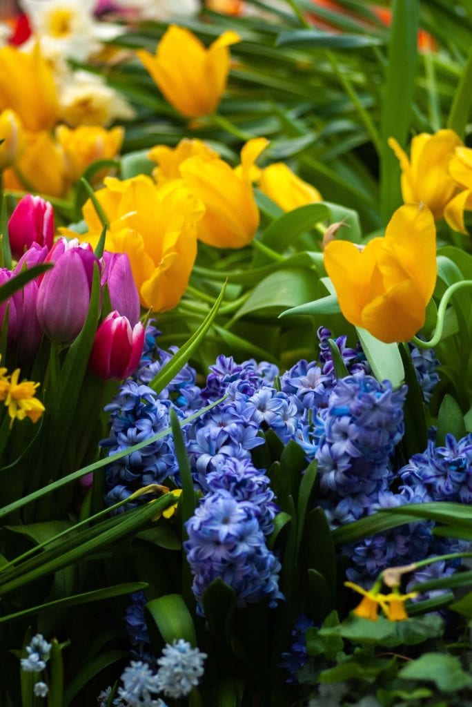Blue hyacinth with yellow tulips