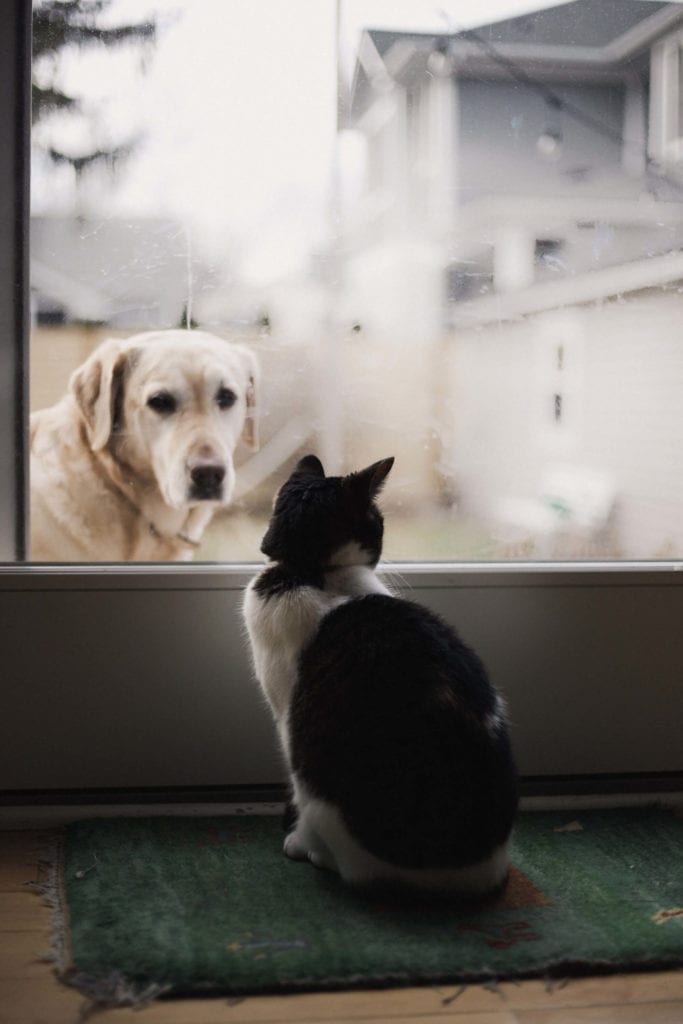 Cat and dog looking at each other through a door