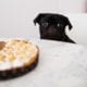 Grumpy pug who wants a piece of pie