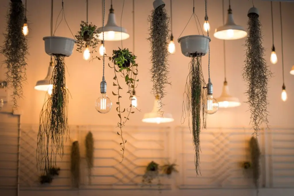 Fancy lighting wiht hanging plants