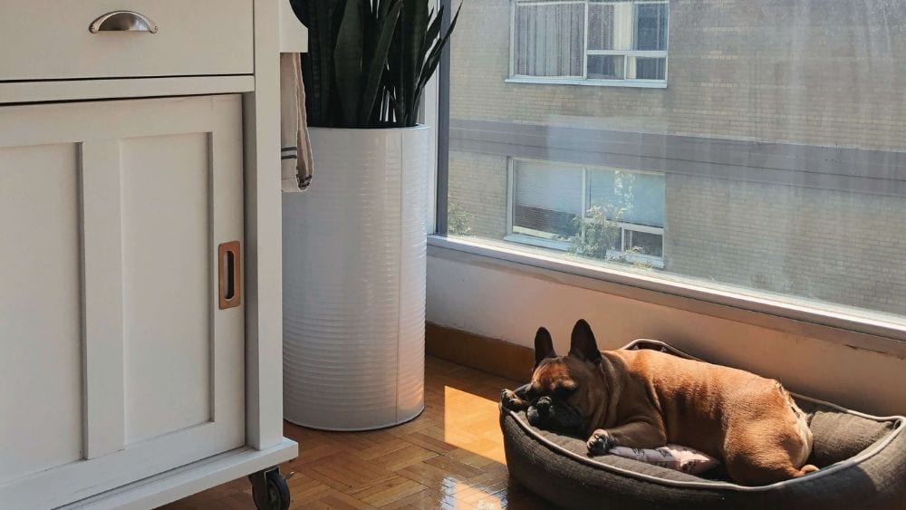 Comfortable living room with a dog sleeping in front of a window