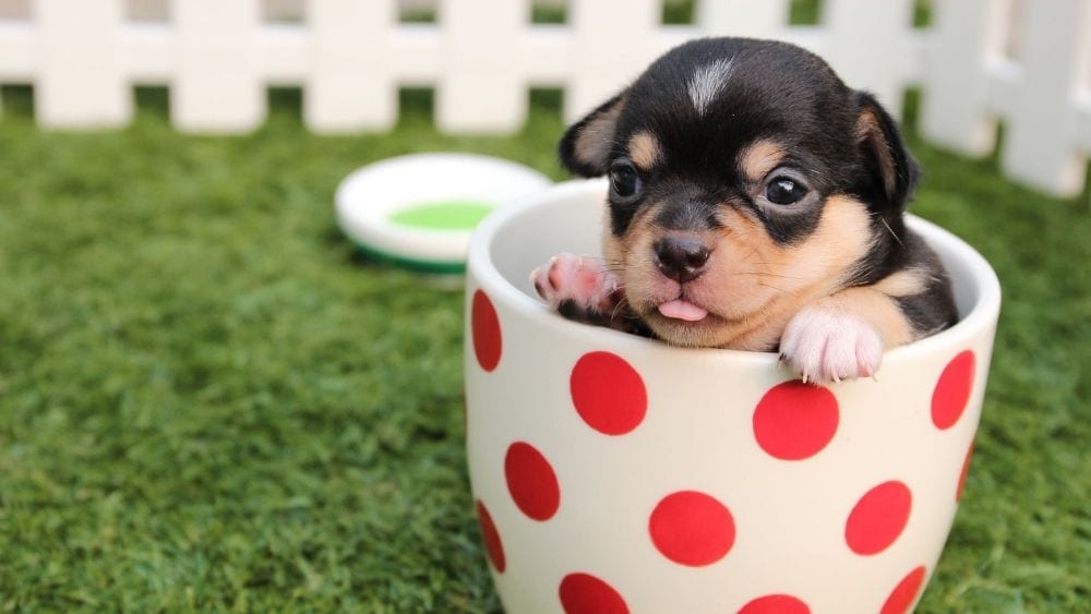 Dog in a teacup.