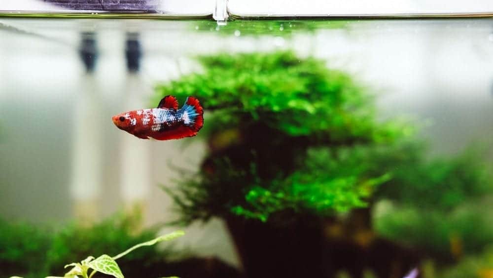 Design a beautiful fishtank in your new home!