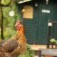 tiny house with chicken