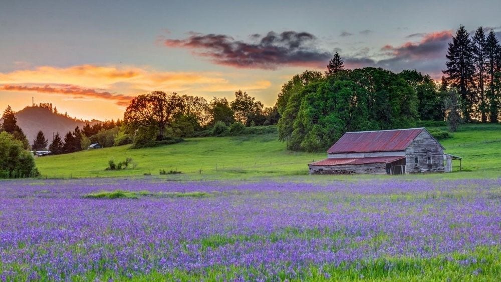 A beautiful field of wild flowers in Lebanon, Oregon