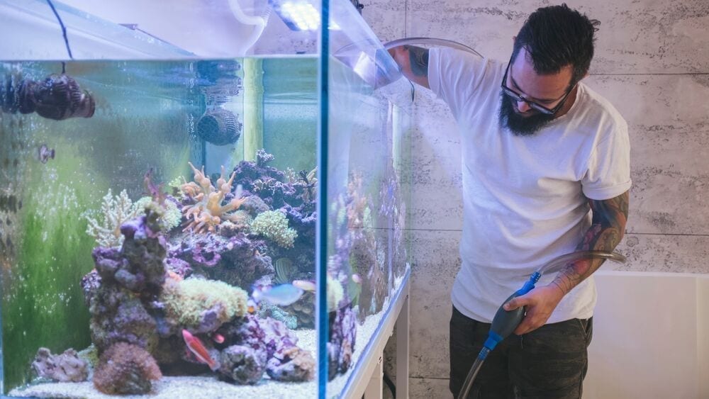 Keep your tank clean with helpful fishtank cleaning teams!