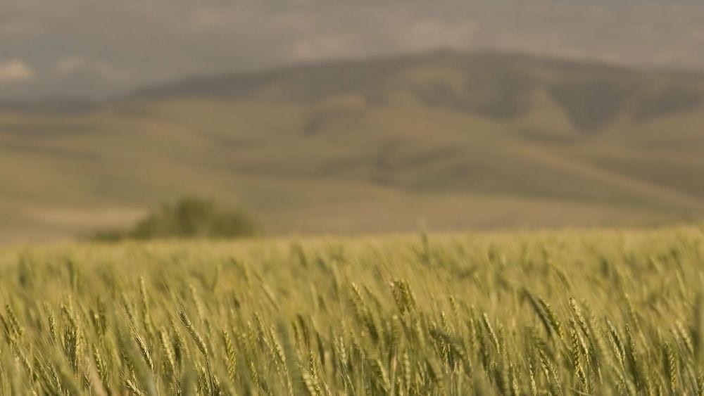 Grain field near Pendleton, Oregon