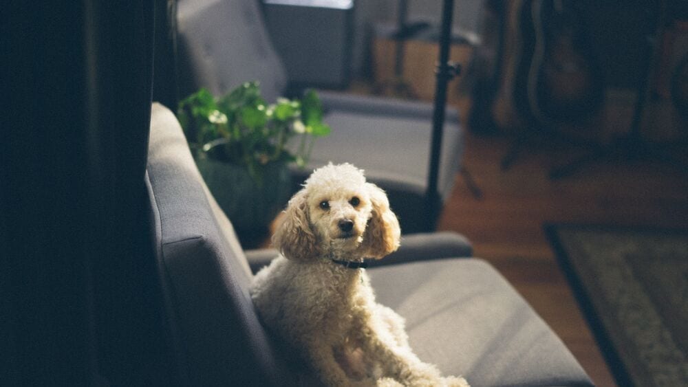 Sassy dog on a chair