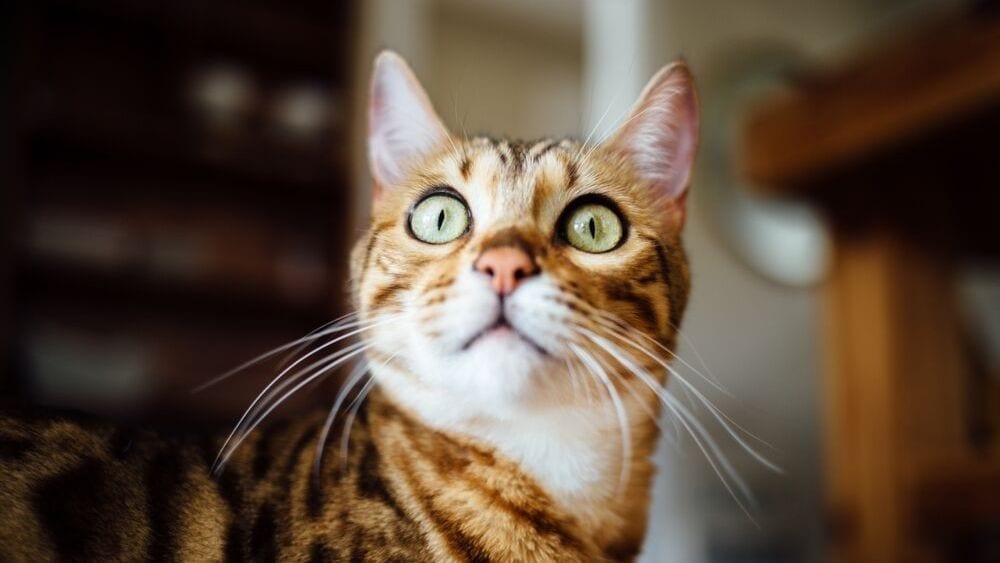 surprised cat