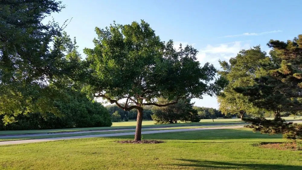 trees in a park in wichita falls, texas