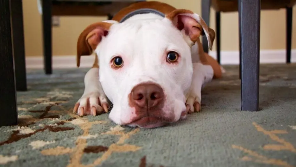 brown-and-white-pit-bull