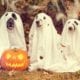 dogs-dressed-up-as-ghosts