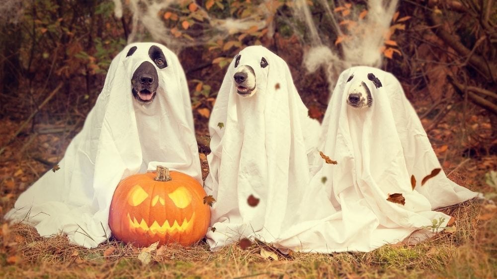 dogs-dressed-up-as-ghosts