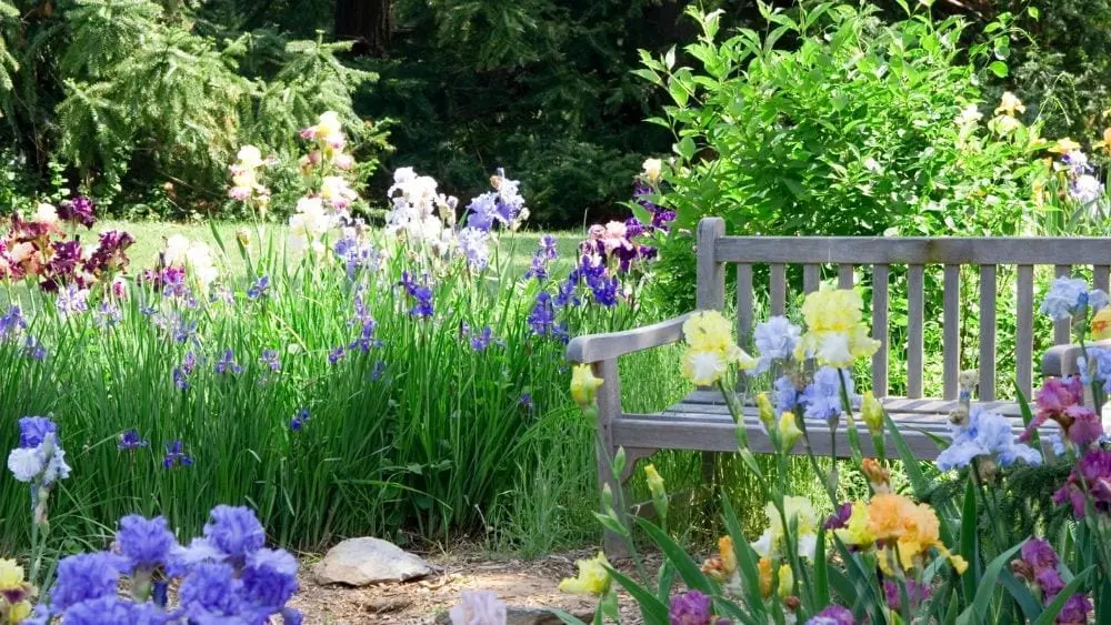 irises and other flowers in a yard with a wood bench on the right