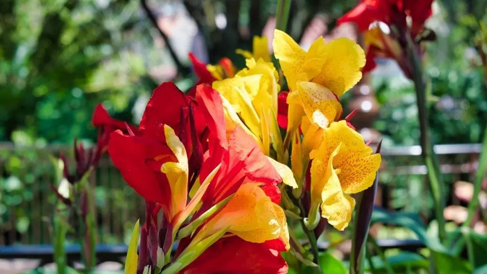 red and yellow flowers surrounded by greenery