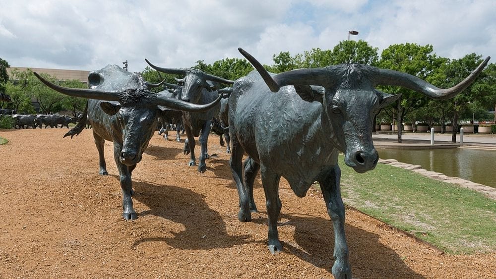 Fort Worth bull statues