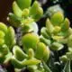 jade-plant-succulent