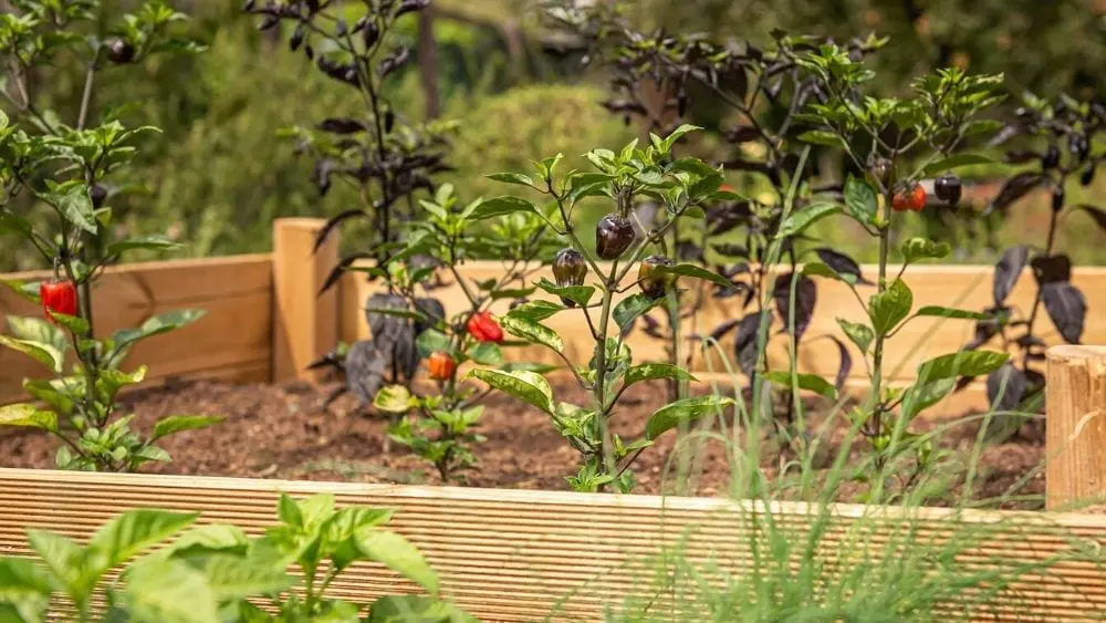 view of vegetables in a raised garden bed