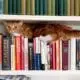 cat-on-bookshelf