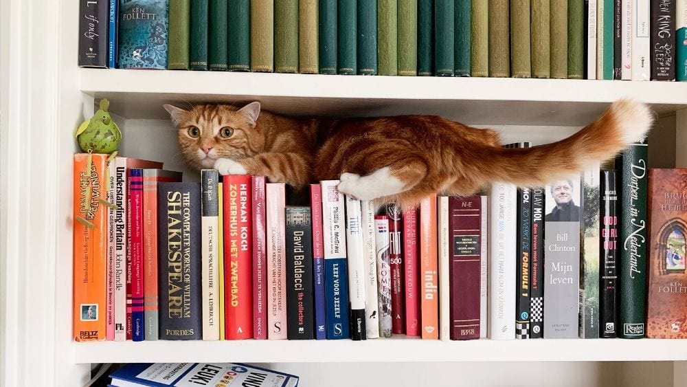cat-on-bookshelf