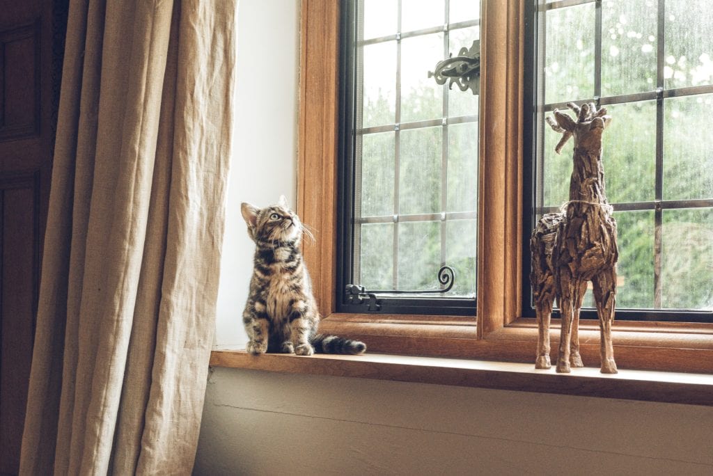 cat-on-windowsill