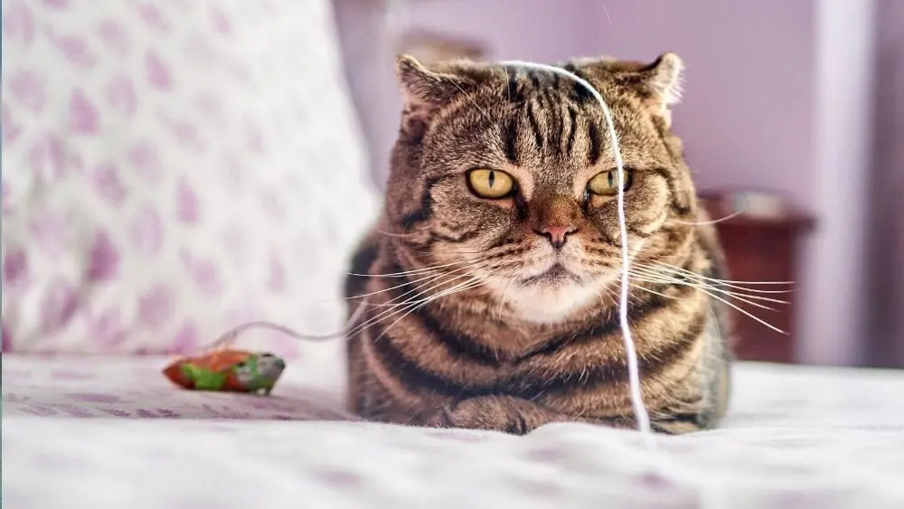 cat-with-string