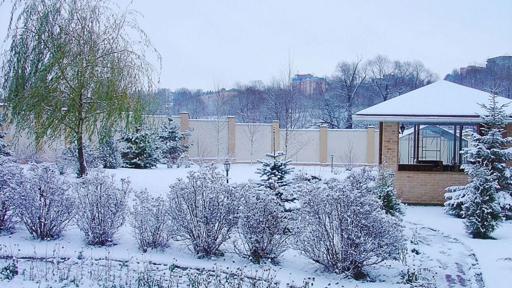 yard in winter