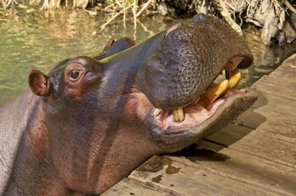 hippo