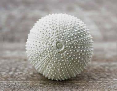 knob
