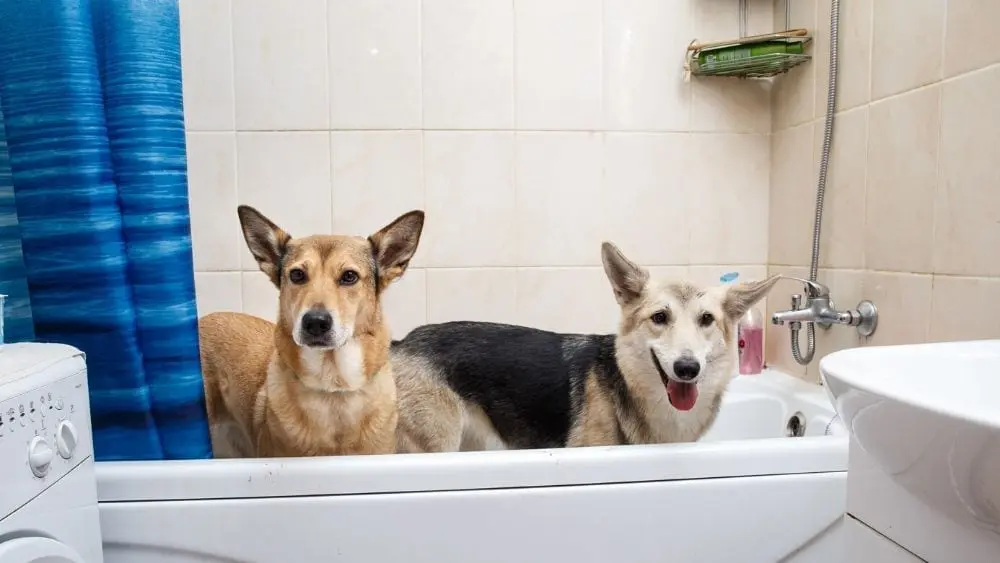dogs in bathtub