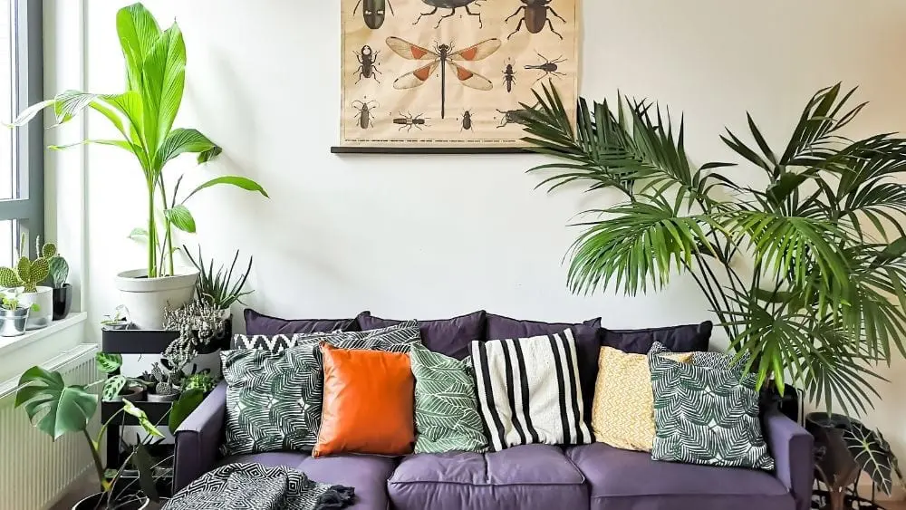healthy houseplants in a modern living room