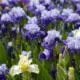 iris flowers in a garden