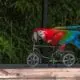parrot on a bicycle