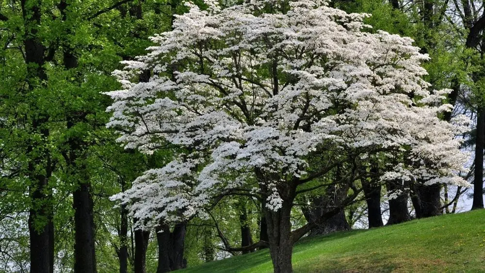 flowering tree