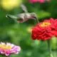 View of a hummingbird feeding on a red zinnia with other red and pink blossoms on the left