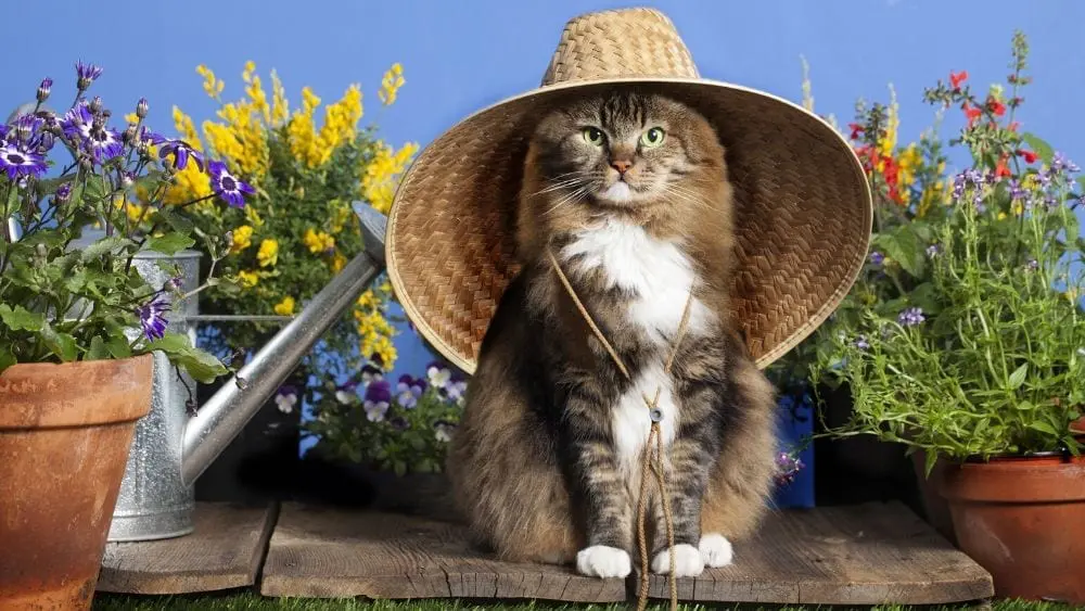 cat gardener